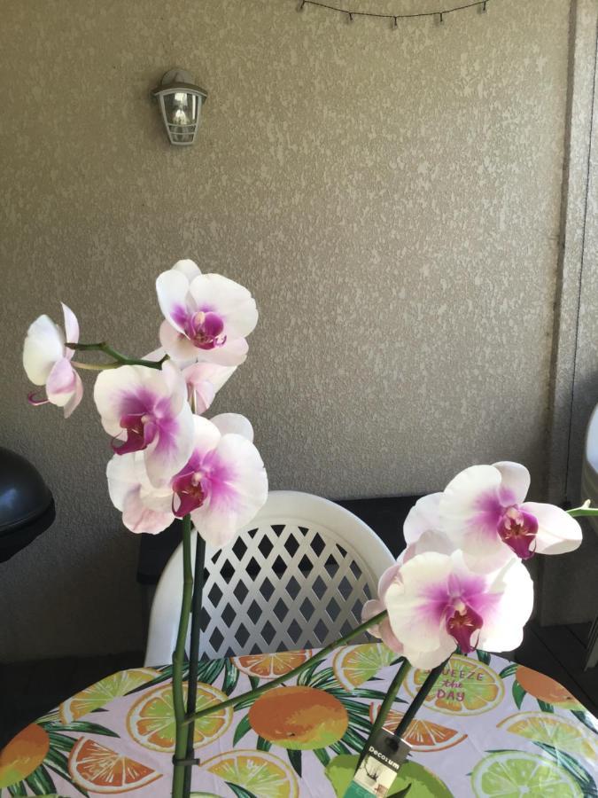 포르토베쉬오 Appt T2 Standing Avec Piscine Et Terrasse 아파트 외부 사진